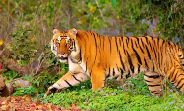 Jim Corbett Tour Package(2N/3D)